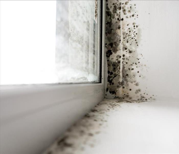 Spots of mold growing on a windowsill. 